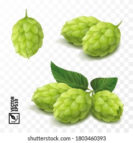 3d vector realistic hop set, for advertising beer and cosmetics