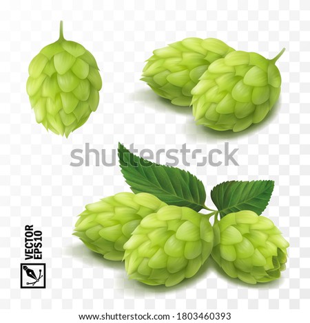 3d vector realistic hop set, for advertising beer and cosmetics