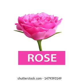 3d vector Rose Flower with green leaves. Realistic illustration.