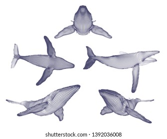 3d vector set. ocean protection. big blue whale