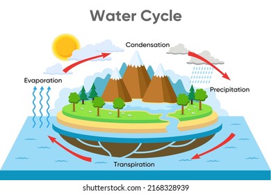 3d Water Cycle Diagram Rainfall Ocean Stock Vector (Royalty Free ...