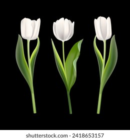 3D white tulips set vector illustration. Realistic isolated beautiful spring flowers collection for greeting card and gift, springtime tulip bouquet with buds and blossoms, plant with green leaves.