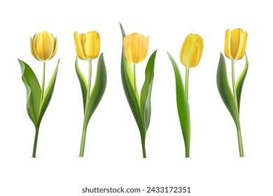 3D yellow tulips set vector illustration. Realistic isolated beautiful spring flowers collection for greeting card and gift, springtime tulip bouquet with buds and blossoms, plant with green leaves.