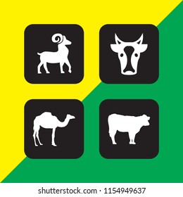 4 cattle icons in vector set. cow, camel and goat illustration for web and graphic design