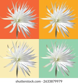 4 clam colour cactus flowers 