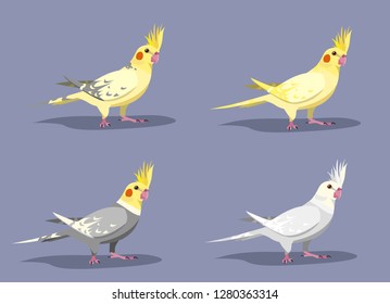 4 different types of cockatiel colors: pearls, lutino, normal grey, albino