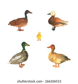 4 ducks and duckling. krakva duck. Ogar duck. gray duck. watercolor duck illustration. cute duck background