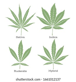 3,039 Cannabis Ruderalis Images, Stock Photos & Vectors | Shutterstock