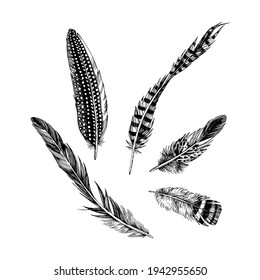 4 hand drawn monochrome feathers on white background. Vector illustration.