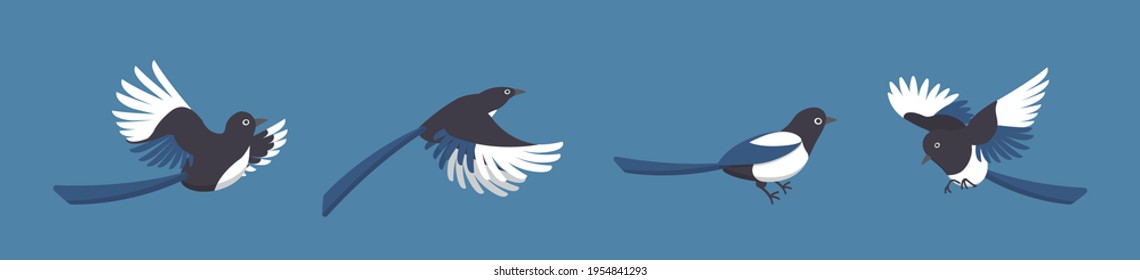 4 kinds of magpies isolated on blue background, cartoon comic vector illustration icon set of birds