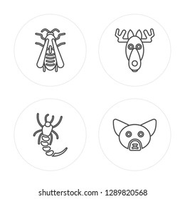 4 line Wasp, Shrimp, Moose, Fennec Fox modern icons on round shapes, Wasp, Shrimp, Moose, Fennec Fox vector illustration, trendy linear icon set.