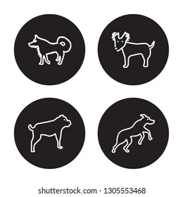 4 linear vector icon set : Schipperke dog, Russian Toy dog, Samoyed dog, Rottweiler dog isolated on black background,outline icons
