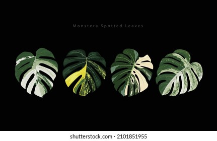 4 hojas de monstera aisladas en fondo negro