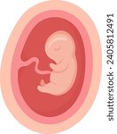 4 Month Human Embryo Inside Womb Vector Illustration