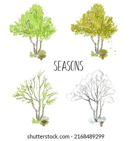 4 estaciones, verano, primavera, otoño, invierno. Cambio de temporada en el árbol