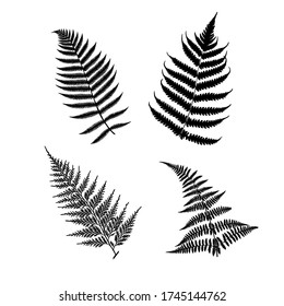 4 species of ferns from New Zealand. Silhouettes