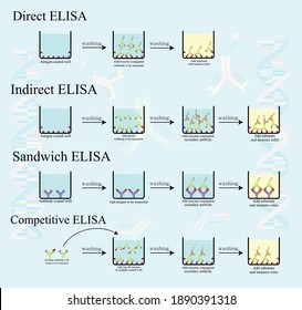 4 Type Of ELISA Infographic Concept Show Protocol Testing In Laboratory. Direct, Indirect, Sandwich And Competitive ELISA.