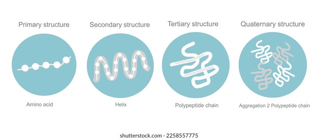 The 4 types of protein structure : primary, secondary, tertiary and quaternary that represent in blue and white concept.