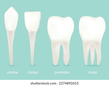 The 4 Types of Teeth.