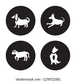 4 vector icon set : Basset Hound dog, Barbet Basenji Austrailian Shepard dog isolated on black background