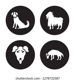 4 vector icon set : Berger Picard dog, Beauceron Bergamasco Beagle dog isolated on black background