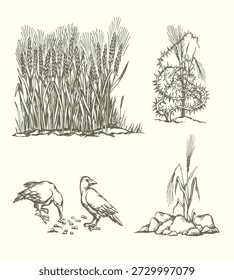 4 way type whole dry ripe rye barley ear wild weed grass good crop white sky. Black ink Pen line hand drawn spiritual god Jesus Christ Sower faith belief rural rocky land country destroy path road animal eat story gospel word corn food old art sketch