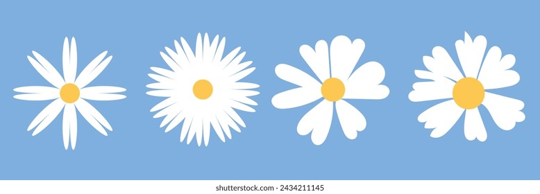 4 white daisy flower isolated on white background. Flat lay, top view. Floral pattern, object . Daisy flower vector