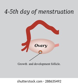 4-5 day of menstruation - the growth and development of the ovarian follicle. Vector illustration on a gray background.