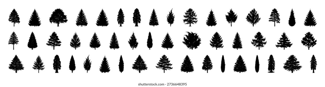 48 Conifer Tree Silhouettes — Pine, Fir, Spruce, Cedar, Larch. Different Detailed Pine Tree.