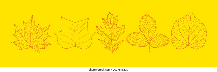 5 autumn leaves set of detailed drawing outline vectors on yellow background