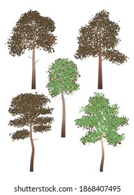 5 forest pines. Set of vector isolated images.