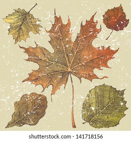 5 hand drawn autumn leaves