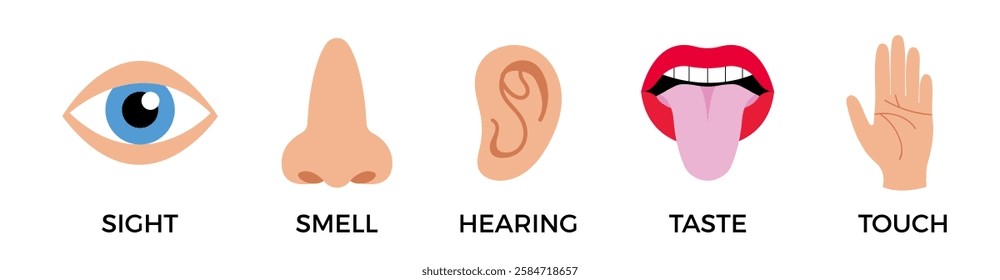 5 human senses icons. Vector illustration, simple flat design for school educational posters. Sight, hearing, taste, smell, touch. Five fillings