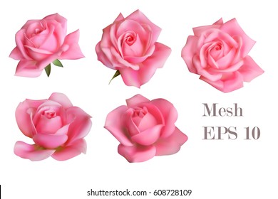 5 Mesh Pink Roses