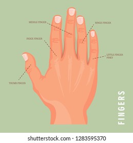 5 names of fingers. Vector poster with human hand. Isolated background.