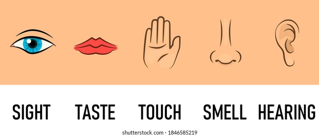 5 Senses Icon Set. Clipart Image Isolated On White Background.