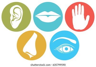 5 senses: smell, touch, hearing, taste and sight (nose, lips, eye, ear and hand)