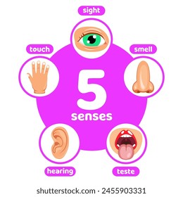 5 senses  vector illustration good template for wallpaper, poster, banner