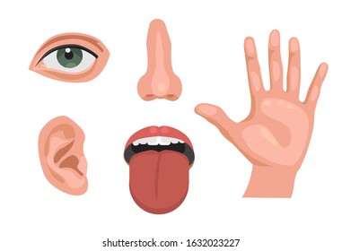 5 sensory organs. feelings sense- eyes vision, nose smell, tongue taste buds, skin touch, hearing ears . isolated vector illustration set