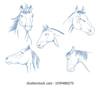 5 juego de cabezas de caballos, ilustración de vector dibujada a mano