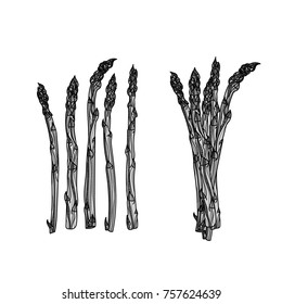 5 stalks of asparagus and bundle of asparagus monochrome vector illustration. Typography design elements for prints, cards, posters, products packaging, branding.