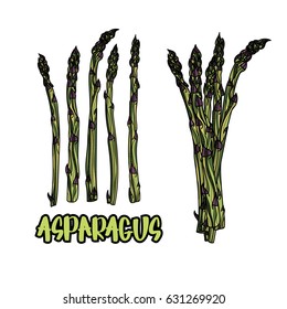 5 stalks of asparagus and bundle of asparagus vector illustration. Typography design elements for prints, cards, posters, products packaging, branding.