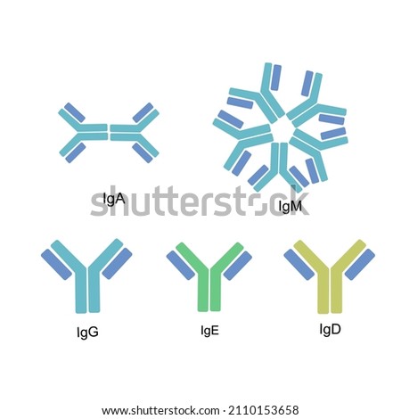 The 5 types (isotypes) of Immunoglobulin or Antibodies :IgA, IgM, IgG, IgE and IgD