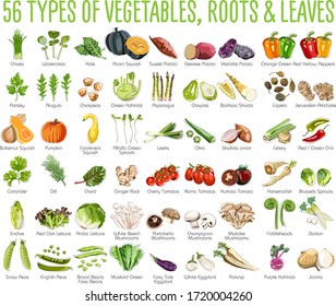 56 Vegetables icons - This collection includes 56 icons of colorful Vegetables roots and leaves