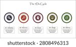The 5Ds Cycle. Infographic template with icons and description placeholder