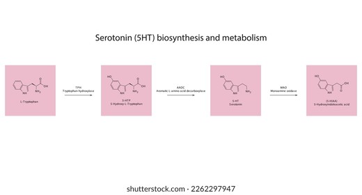 5HT Serotonin-Biosynthese und Stoffwechselweg Wissenschaftliches Diagramm horizontale Ausrichtung auf rosafarbenem Hintergrund.