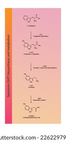 5HT Serotonin-Biosynthese und Stoffwechselweg Wissenschaftliches Diagramm vertikale Ausrichtung auf orangefarbenem und rosafarbenem Hintergrund.