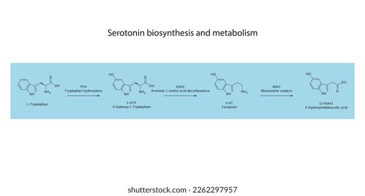 5HT Serotonin-Biosynthese und Stoffwechselweg Wissenschaftliches Diagramm horizontale Ausrichtung auf blauem Hintergrund.