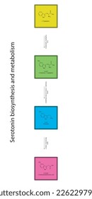 5HT Serotonin-Biosynthese und Stoffwechselweg Wissenschaftliches Diagramm vertikale Ausrichtung auf buntem Hintergrund.