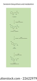 5HT Serotonin-Biosynthese und Stoffwechselweg Wissenschaftliches Diagramm vertikale Ausrichtung auf grünem Hintergrund.